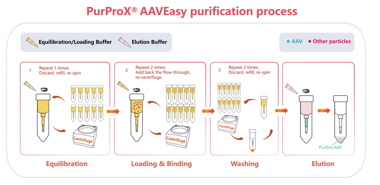 PurProX AAVEasy Spin Column for rapid AAV purification without ultracentrifugation