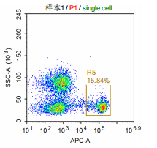 Anti-huCD8 Image 2